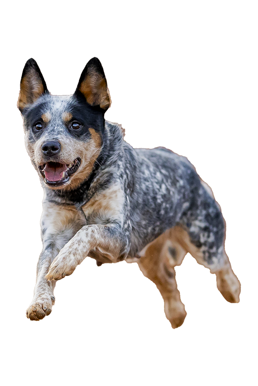 Szakértő ellátások, egy helyen