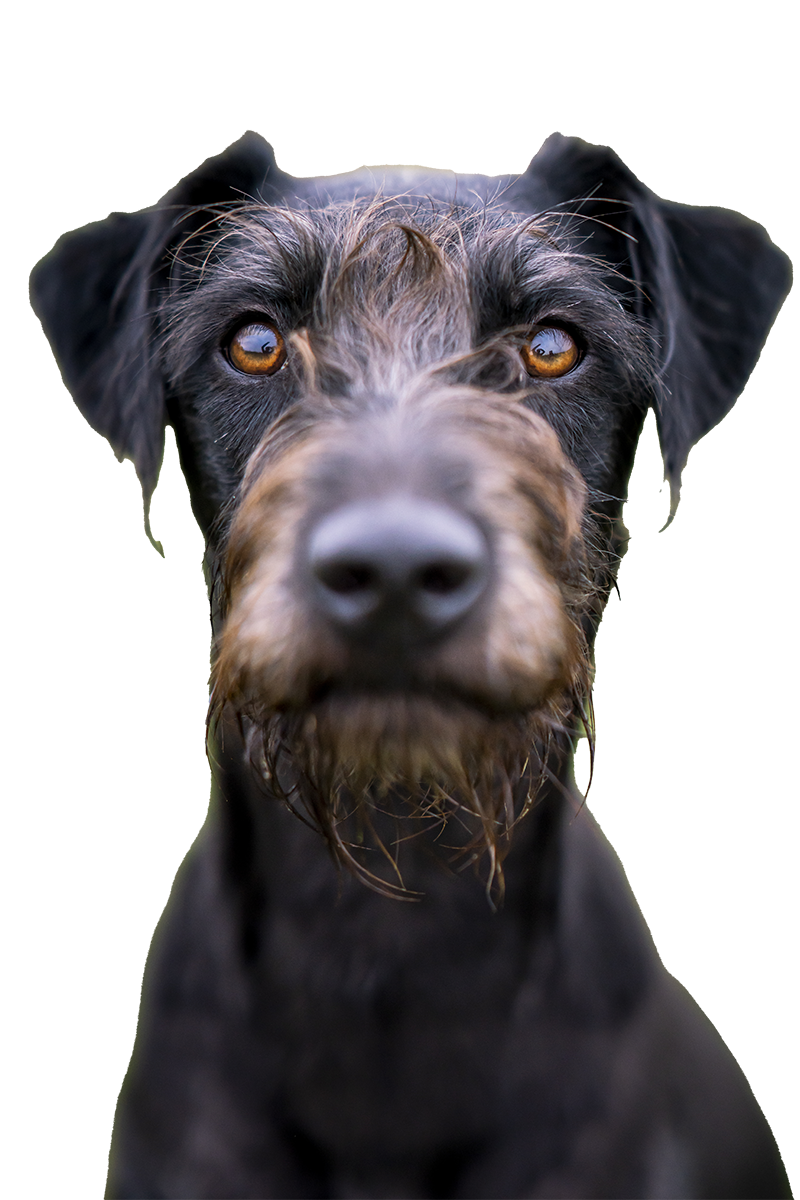 Széleskörű állatorvosi szolgáltatások